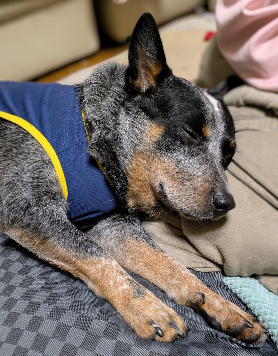 おねーちゃんに寄りかかっておネンネ😊 #ブルーヒーラー