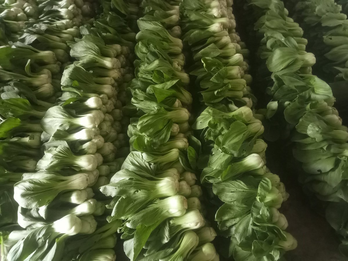 LikYoko's tweet image. Rp750-Rp1.000
#Pakcoy