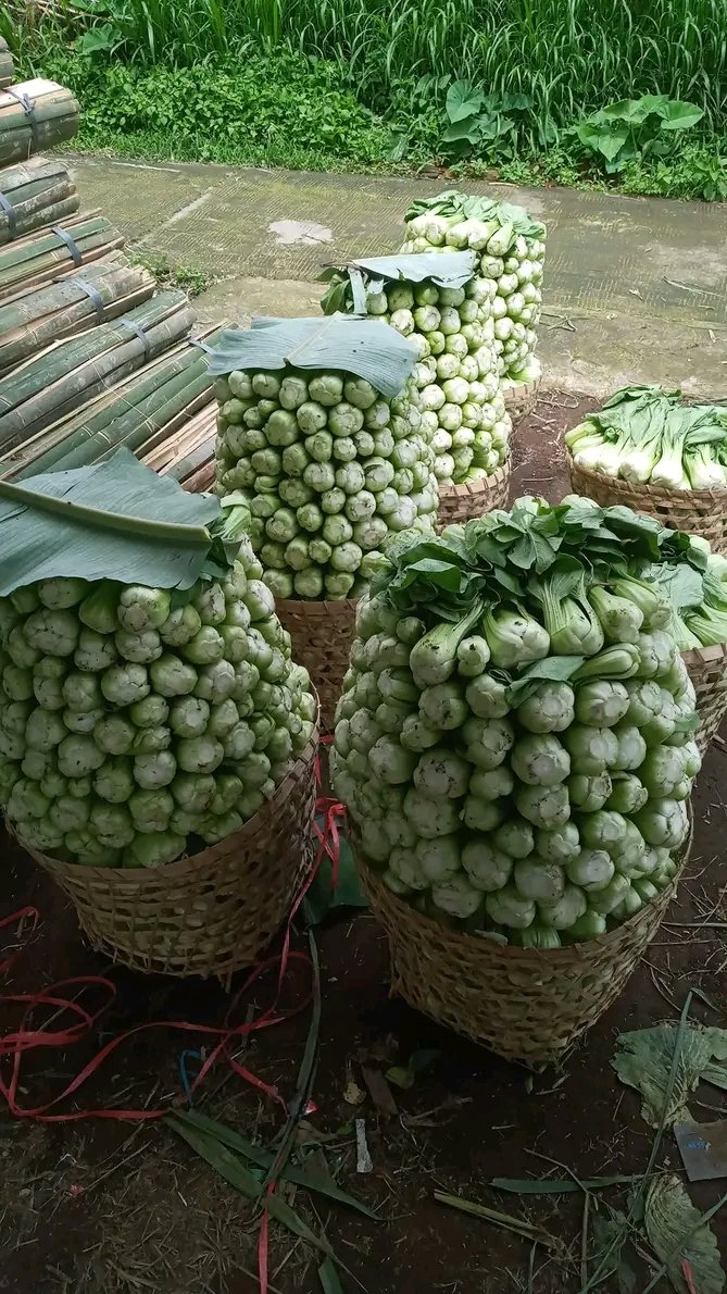 LikYoko's tweet image. Rp750-Rp1.000
#Pakcoy