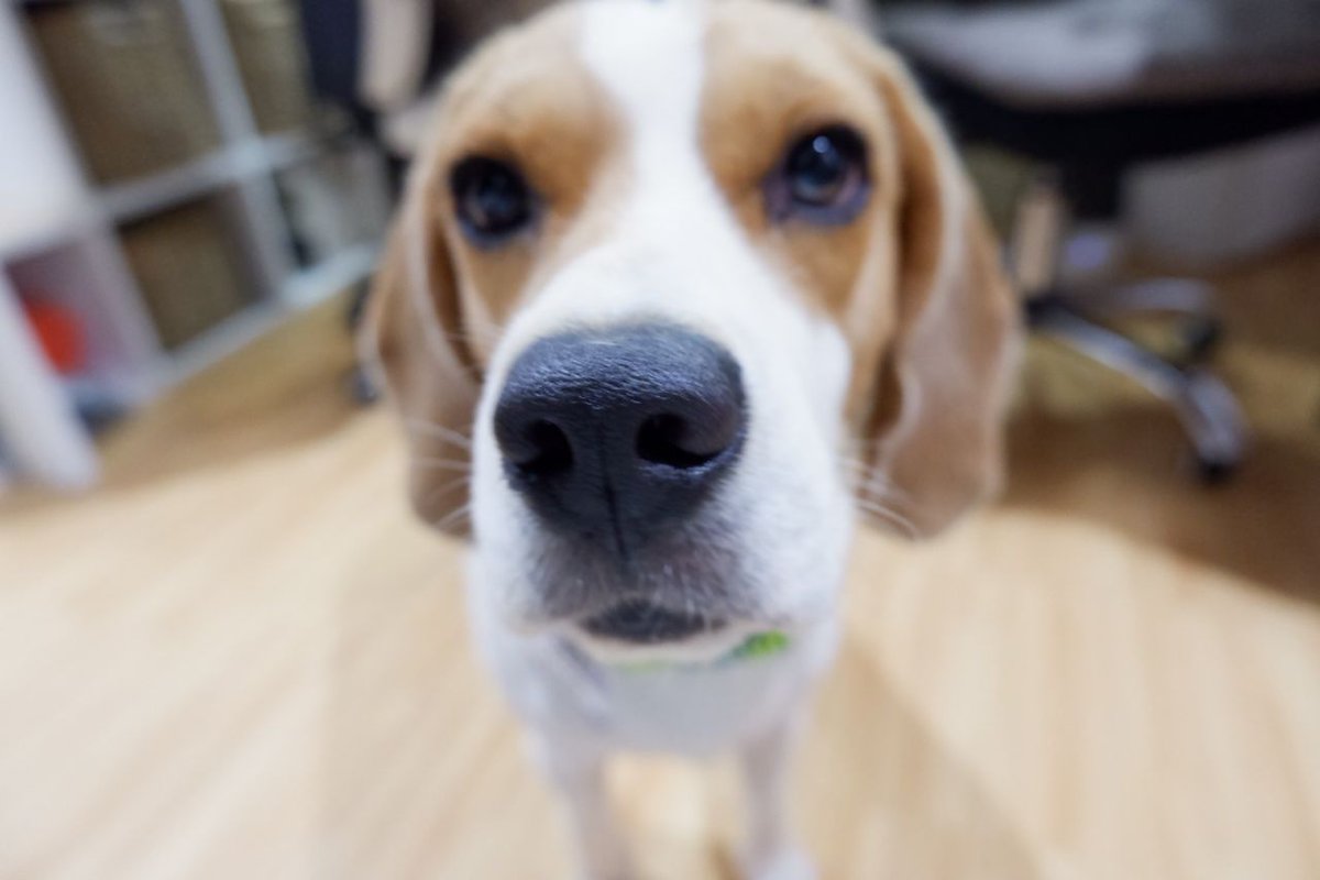 beaglefacts's tweet image. The #beagle has 220,000,000 scent receptors which are primarily used to detect the location and proximity of the nearest barbecue. #beaglefacts 

📷 @woodypogi14 / Twitter