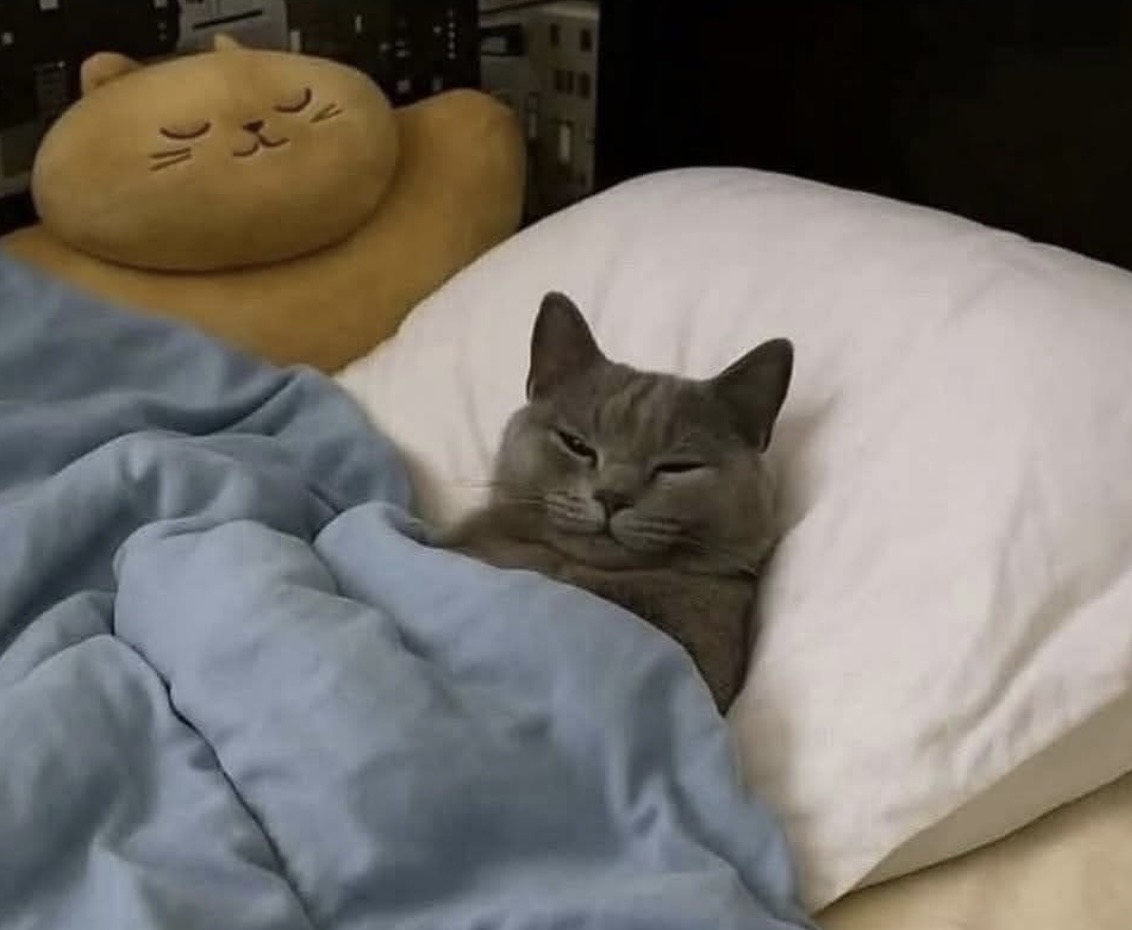 Tu gato por la mañana, viéndote vestirte para ir a trabajar y mantener su estilo de vida.