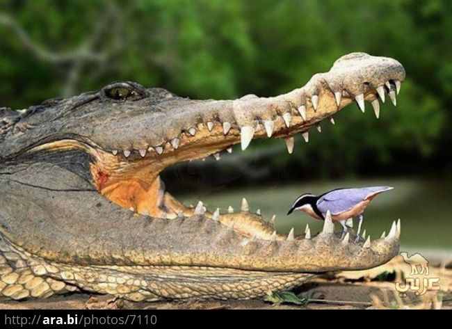 د.جمال الحمداء tweet media