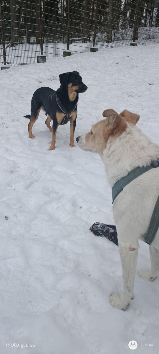 Tämä aamu alkoi paremmin, yllättäen aamulenkillä pääsin Topin kanssa tarhailemaan 😄
