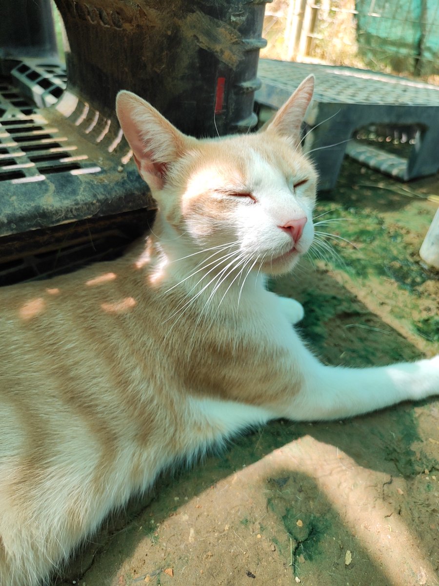 asgatassalvajes's tweet image. 𝗖𝗨𝗥𝗥𝗬, 𝗲𝗹 𝗴𝗮𝘁𝗶𝘁𝗼 𝗾𝘂𝗲 𝘀𝘂𝗽𝗲𝗿ó 𝗲𝗹 𝗺𝗶𝗲𝗱𝗼💪🏼🥹 

😻 Nació en agosto 2021
😻 Es SANO (test negativos)
😻 Con chip
😻 Vacunado al día
😻 Castrado

¿Quieres adoptarlo? ➡️  wa.link/n7vfx5