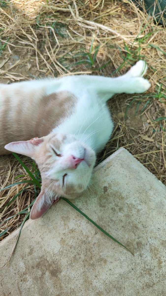 asgatassalvajes's tweet image. 𝗖𝗨𝗥𝗥𝗬, 𝗲𝗹 𝗴𝗮𝘁𝗶𝘁𝗼 𝗾𝘂𝗲 𝘀𝘂𝗽𝗲𝗿ó 𝗲𝗹 𝗺𝗶𝗲𝗱𝗼💪🏼🥹 

😻 Nació en agosto 2021
😻 Es SANO (test negativos)
😻 Con chip
😻 Vacunado al día
😻 Castrado

¿Quieres adoptarlo? ➡️  wa.link/n7vfx5