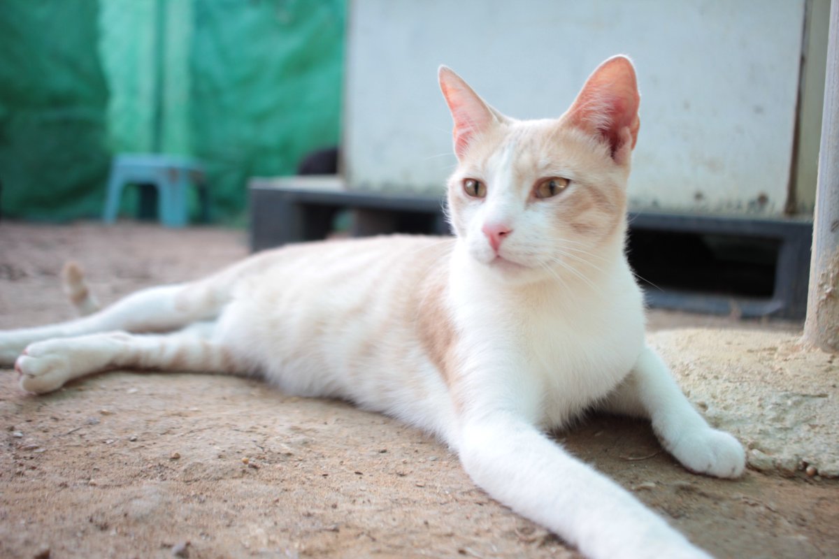 asgatassalvajes's tweet image. 𝗖𝗨𝗥𝗥𝗬, 𝗲𝗹 𝗴𝗮𝘁𝗶𝘁𝗼 𝗾𝘂𝗲 𝘀𝘂𝗽𝗲𝗿ó 𝗲𝗹 𝗺𝗶𝗲𝗱𝗼💪🏼🥹 

😻 Nació en agosto 2021
😻 Es SANO (test negativos)
😻 Con chip
😻 Vacunado al día
😻 Castrado

¿Quieres adoptarlo? ➡️  wa.link/n7vfx5