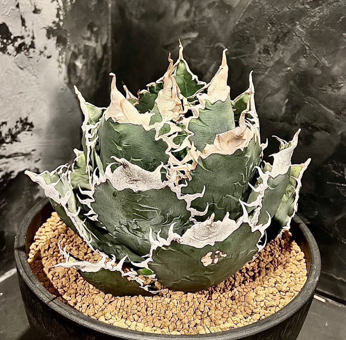 lateblooming (@lateblooming_22) / Posts / X