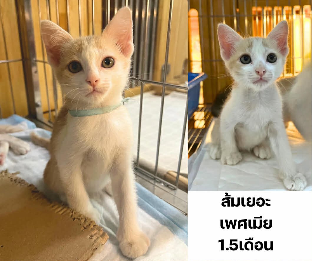 whiteandwhales's tweet image. หาบ้านให้ลูกแมวค่ะ 

• กินอาหารเม็ดได้
• เข้ากระบะทรายเป็น
• พร้อมไปส่งทุกที่ค่ะ 
• ตรวจโรคเอดส์-ลิว 
ถ่ายพยาธิ หยอดหลัง ก่อนส่งให้
• หากต้องการฝังไมโครชิป ฝังให้ฟรีค่ะ

ขออนุญาตคัดบ้านให้แมว ติดตามอัพเดทน้องแมวด้วยนะคะ

📍รามคำแหง
Line :k00kaii
FB/IG: Wilaceline Harnsujin