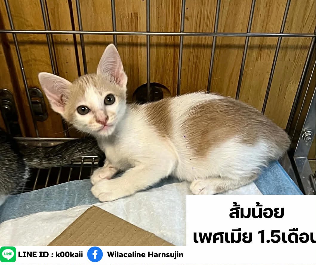 whiteandwhales's tweet image. หาบ้านให้ลูกแมวค่ะ 

• กินอาหารเม็ดได้
• เข้ากระบะทรายเป็น
• พร้อมไปส่งทุกที่ค่ะ 
• ตรวจโรคเอดส์-ลิว 
ถ่ายพยาธิ หยอดหลัง ก่อนส่งให้
• หากต้องการฝังไมโครชิป ฝังให้ฟรีค่ะ

ขออนุญาตคัดบ้านให้แมว ติดตามอัพเดทน้องแมวด้วยนะคะ

📍รามคำแหง
Line :k00kaii
FB/IG: Wilaceline Harnsujin