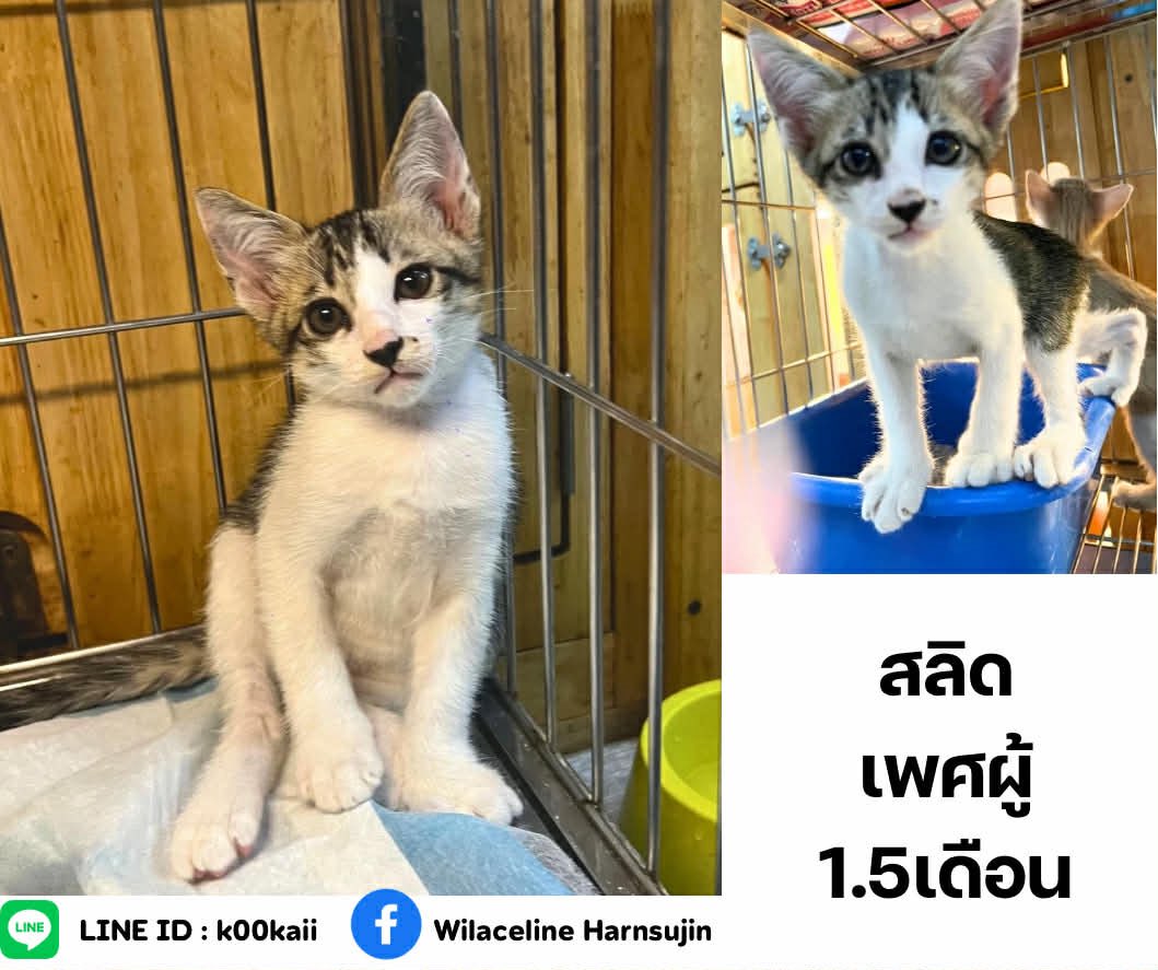 whiteandwhales's tweet image. หาบ้านให้ลูกแมวค่ะ 

• กินอาหารเม็ดได้
• เข้ากระบะทรายเป็น
• พร้อมไปส่งทุกที่ค่ะ 
• ตรวจโรคเอดส์-ลิว 
ถ่ายพยาธิ หยอดหลัง ก่อนส่งให้
• หากต้องการฝังไมโครชิป ฝังให้ฟรีค่ะ

ขออนุญาตคัดบ้านให้แมว ติดตามอัพเดทน้องแมวด้วยนะคะ

📍รามคำแหง
Line :k00kaii
FB/IG: Wilaceline Harnsujin