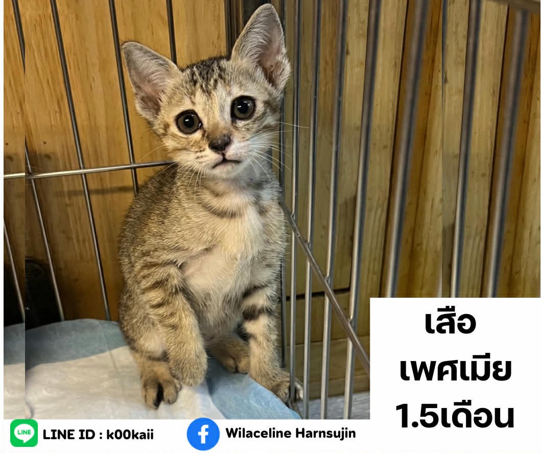 whiteandwhales's tweet image. หาบ้านให้ลูกแมวค่ะ 

• กินอาหารเม็ดได้
• เข้ากระบะทรายเป็น
• พร้อมไปส่งทุกที่ค่ะ 
• ตรวจโรคเอดส์-ลิว 
ถ่ายพยาธิ หยอดหลัง ก่อนส่งให้
• หากต้องการฝังไมโครชิป ฝังให้ฟรีค่ะ

ขออนุญาตคัดบ้านให้แมว ติดตามอัพเดทน้องแมวด้วยนะคะ

📍รามคำแหง
Line :k00kaii
FB/IG: Wilaceline Harnsujin