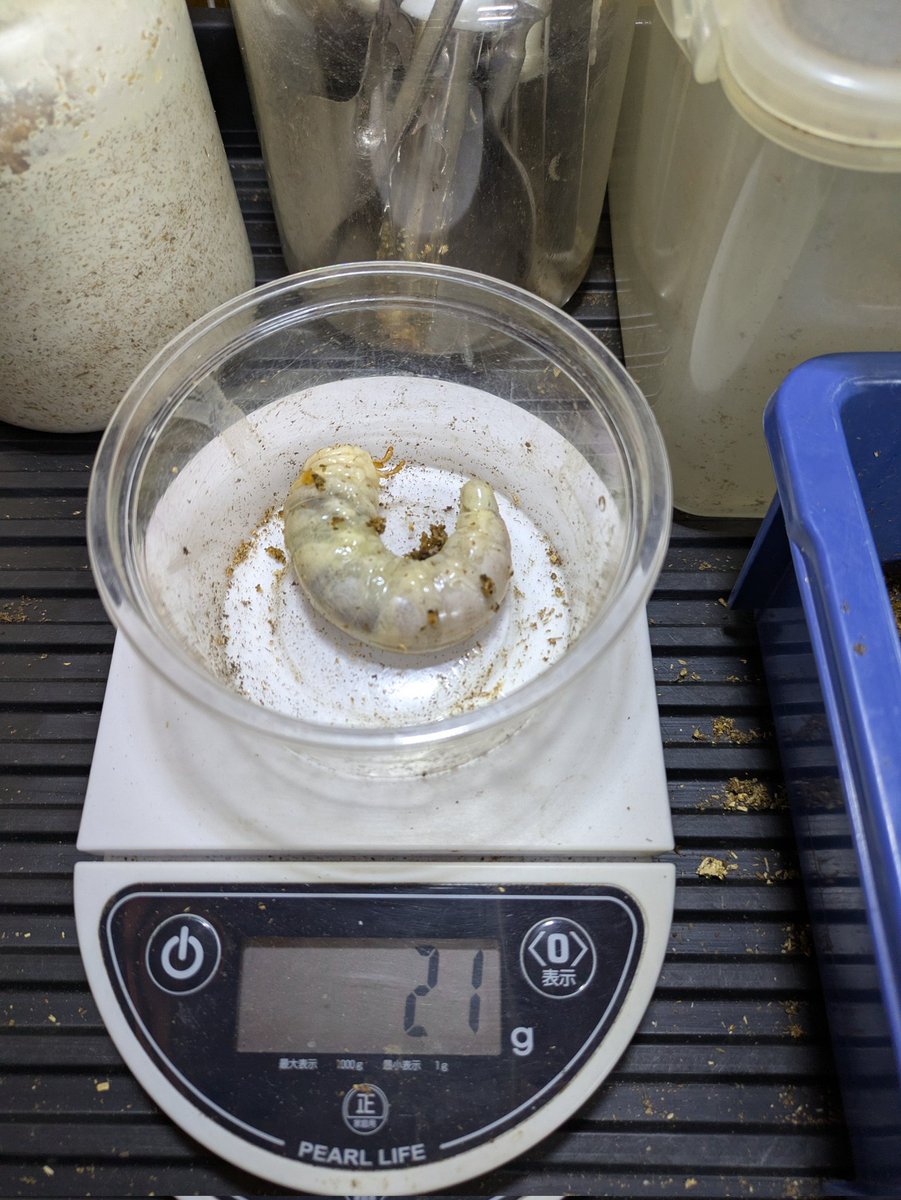 先日、ニジイロの2回目交換で21g出ました、21gは嬉しい事ですが2本目でいつも暴れてしまいきちんと菌糸を食べてくれないので早く慣れて欲しいものです。
baseのYG少し値下げしてますので覗いて頂きたいです！