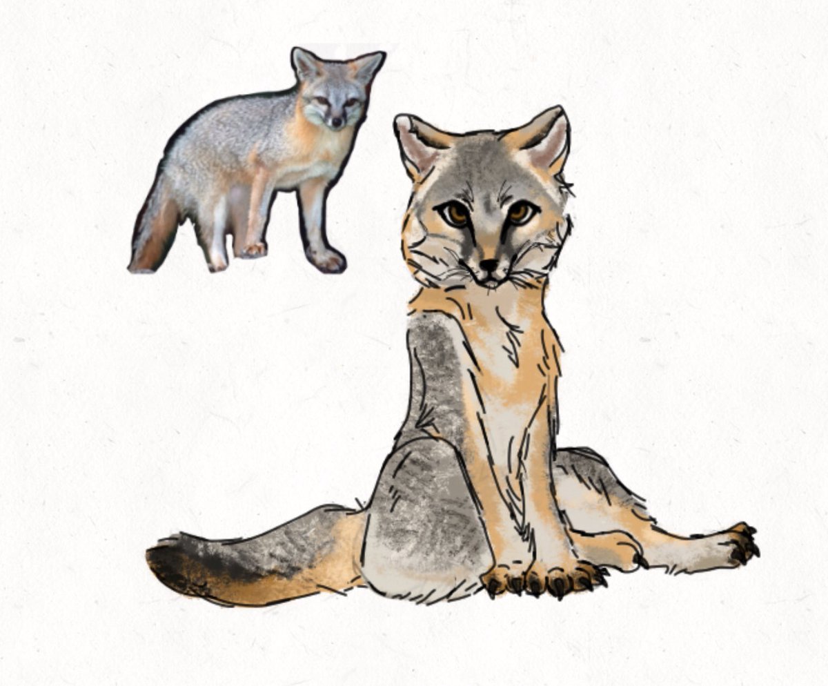 Jam_Peanutbutt's tweet photo. Anthro grey fox drawing.. I have so many ideas but I don’t have any motivation to draw auughhh https://t.co/tHdnCOKAn2