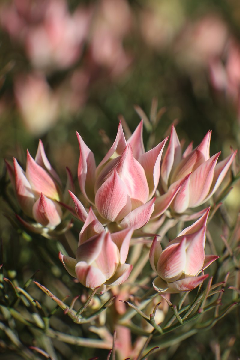 gontanokoneroku's tweet image. Serruria 😊

#BlushingBride #Serruria #SerruriaFlorida