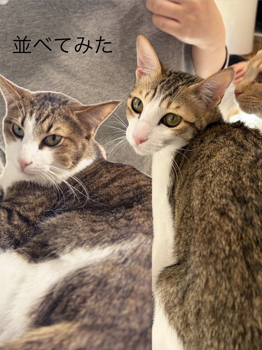 kapi_34141's tweet photo. 昨日は移転後初の猫カフェmfmfさんへ。
はなのそっくりさん東くんを愛でてきました。人懐っこいところは違うけど、おやつに夢中なところがはなにそっくり！
一歳過ぎのはなしか知らないので、子猫時代のはなに出会えたみたいで嬉しい経験でした。
今いるみんなに良い里親さんが見つかりますように✨ https://t.co/CMnESbr8o4
