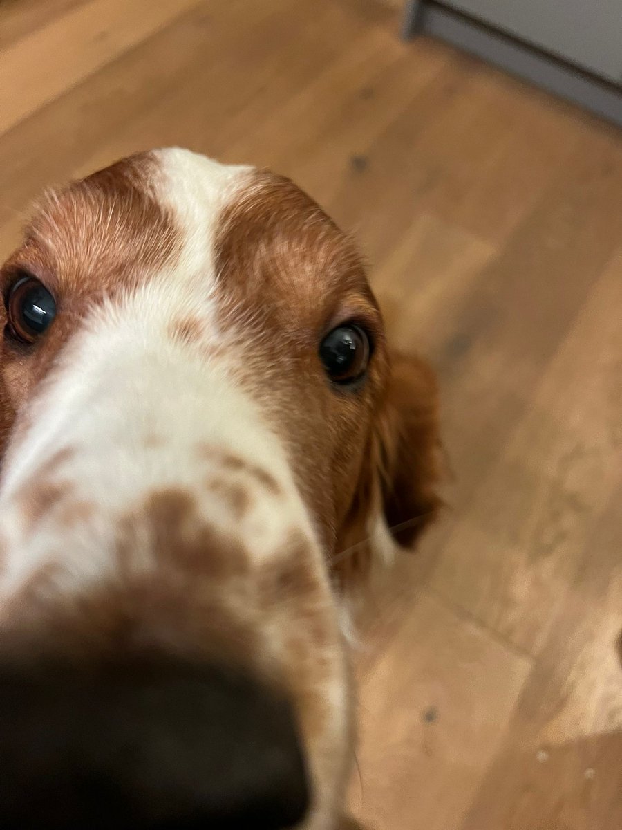 Ein fröhliches Boop an alle Pfreunde <hier Ganzkörperwedel-Emoji einfügen>🥰
Frauchen bedankt sich ganz herzlich für eure lieben  Wufftags-Wünsche. ♥️Ich erhole mich heute von der anstrengenden Buffet-Kontrolle gestern. 😇