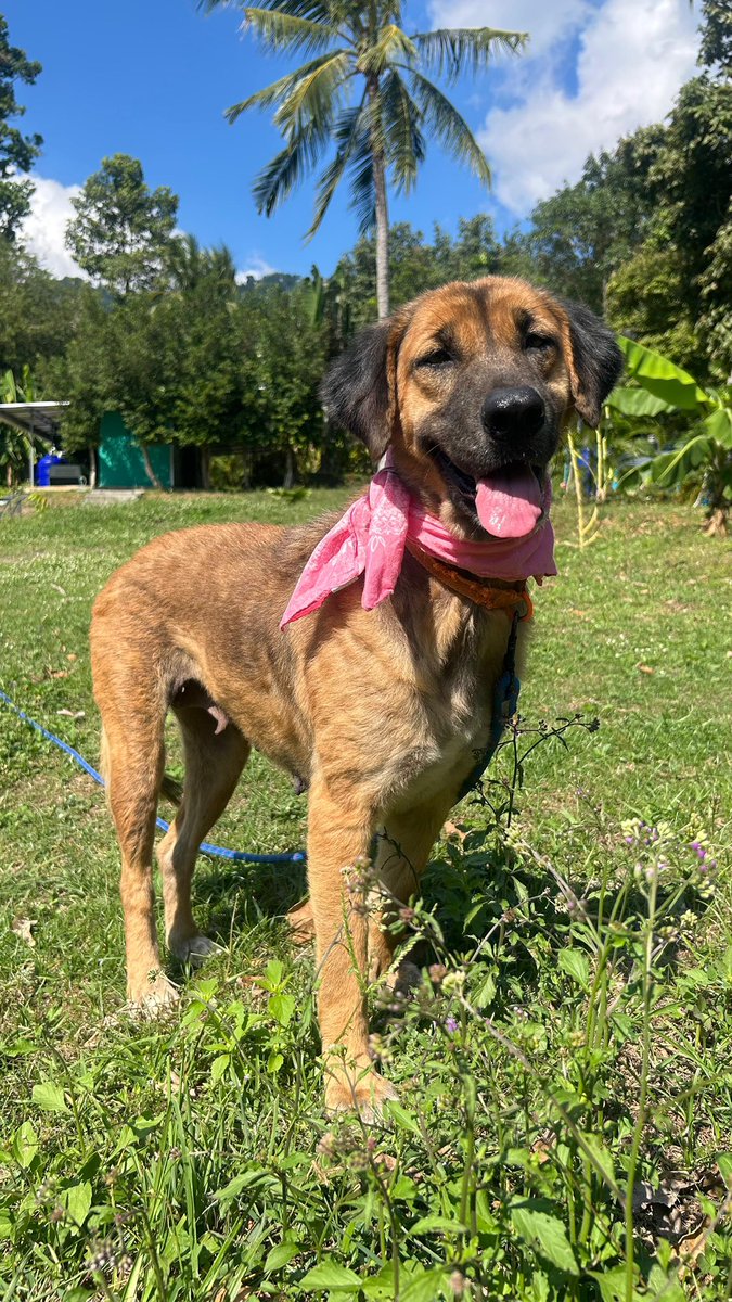 NiallHarbison's tweet image. Big day today. After a medical check and some discussion… Sienna is ready for adoption. 

She needs about another month of care from us to full heal but we can start looking. 

Unbelievable scenes ❤️