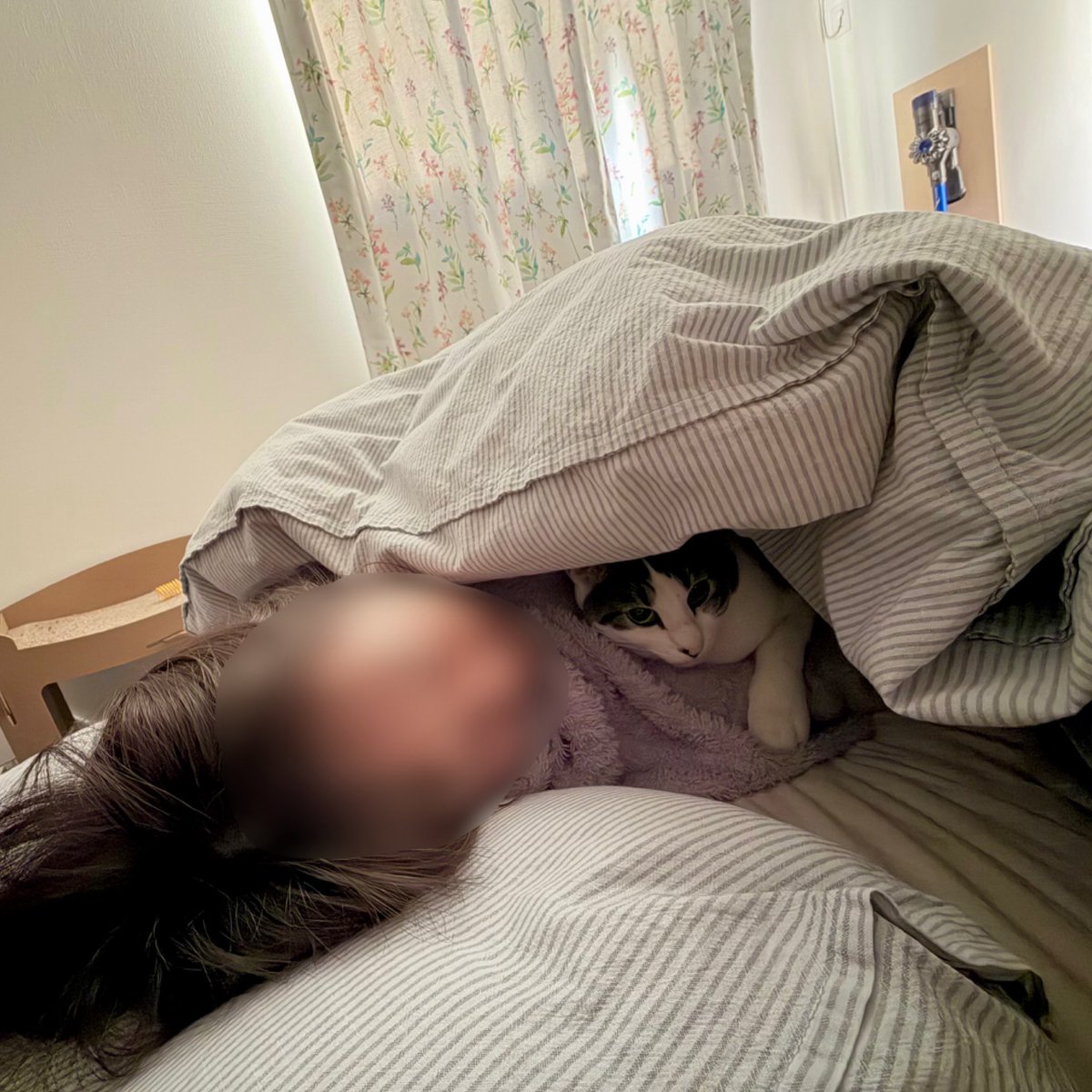 これが猫飼いの幸せってやつかあ…（恍惚）