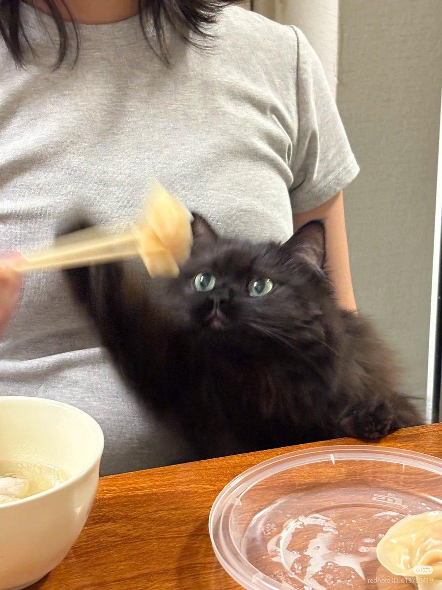 nocontextscats's tweet image. MINE!! ✊🏻