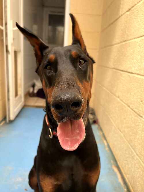 AdoptionsUk's tweet image. Please retweet, it is illegal to crop a dog's ears in the UK or to arrange it.  The maximum sentence for animal cruelty in the UK has been raised to 5 years in prison⚠️  
If you know anyone that is cropping ears, or arranging it, please report them to the RSPCA in England and…