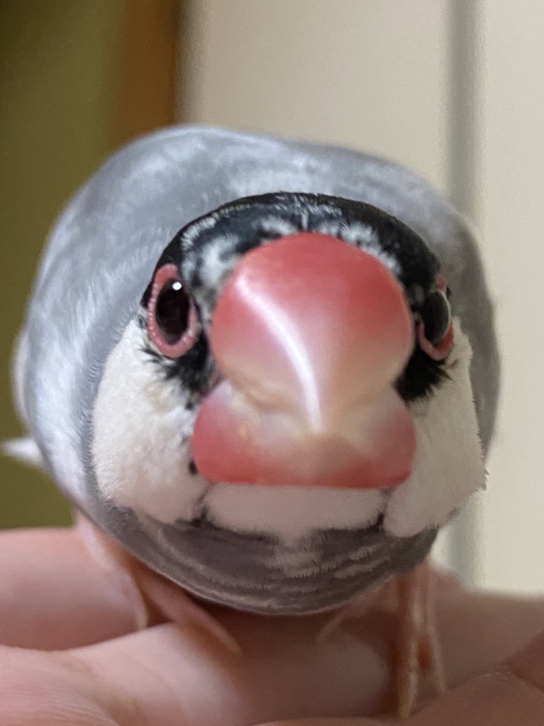 97k31's tweet photo. #TLに鳥のドアップ画像をあげて人々を幸せにしよう計画 https://t.co/bKcQkferVY