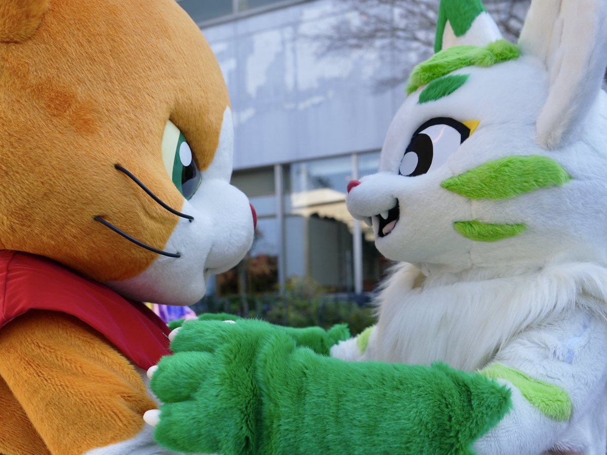 にゃん吉【公式】Nyankichi (@cat_nyankichi) / Posts / X