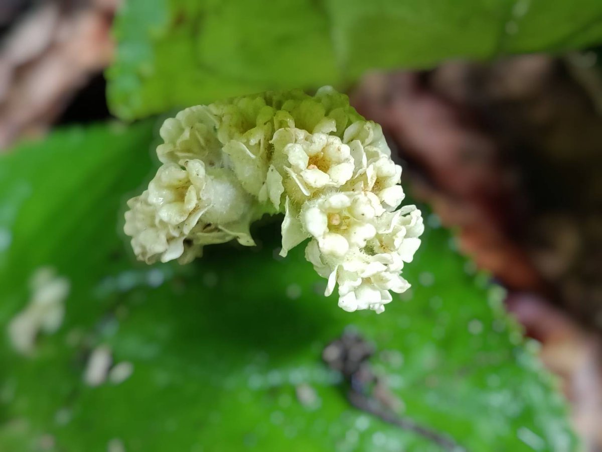 pr_prdnp's tweet image. 🌿 ชื่อเหมือนผัก แต่เป็นอัญมณีแห่งป่า! ทำความรู้จัก "คะน้าฤๅษี" ไม้ล้มลุกจากป่าโตนงาช้าง จ.สงขลา พันธุ์ไม้ที่ซ่อนตัวอยู่ในป่าดิบชื้น 
​#คะน้าฤๅษี #พรรณไม้หายาก #โตนงาช้าง #สงขลา #กรมอุทยานแห่งชาติ