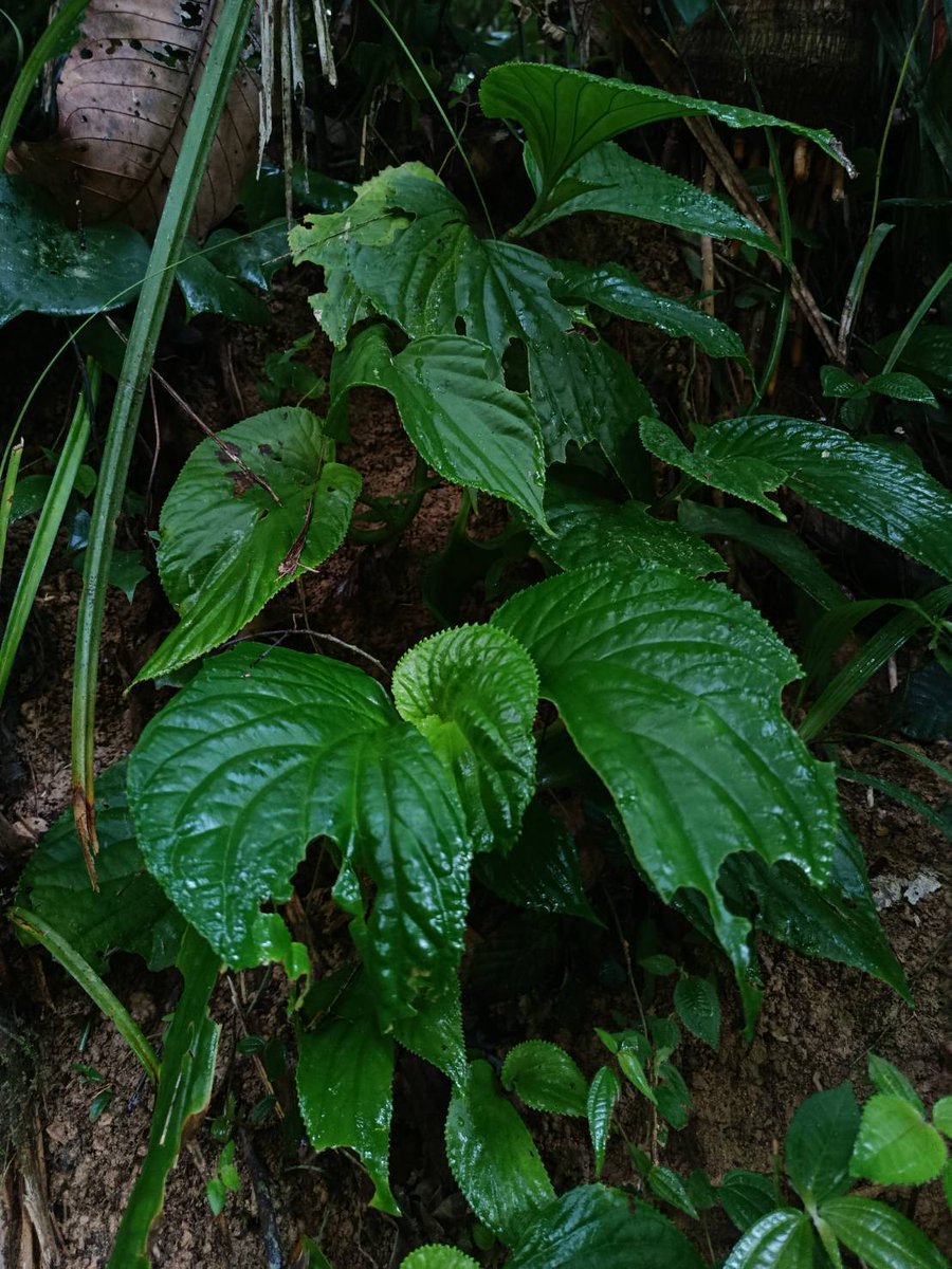 pr_prdnp's tweet image. 🌿 ชื่อเหมือนผัก แต่เป็นอัญมณีแห่งป่า! ทำความรู้จัก "คะน้าฤๅษี" ไม้ล้มลุกจากป่าโตนงาช้าง จ.สงขลา พันธุ์ไม้ที่ซ่อนตัวอยู่ในป่าดิบชื้น 
​#คะน้าฤๅษี #พรรณไม้หายาก #โตนงาช้าง #สงขลา #กรมอุทยานแห่งชาติ