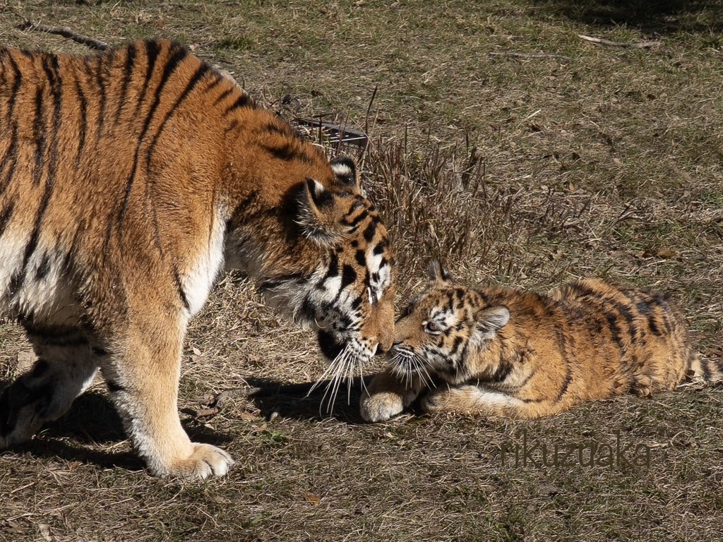 一瞬の挨拶みたいなこの瞬間
何度みても、たまらん🥰

#アドベンチャーワールド #アムールトラ
#amourtiger