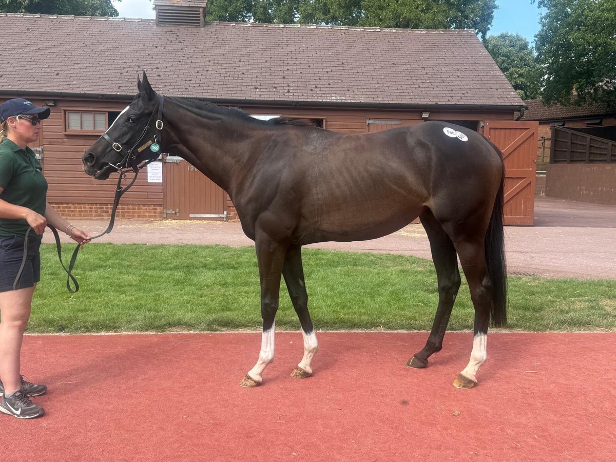 Martyn MacLeod tweet media