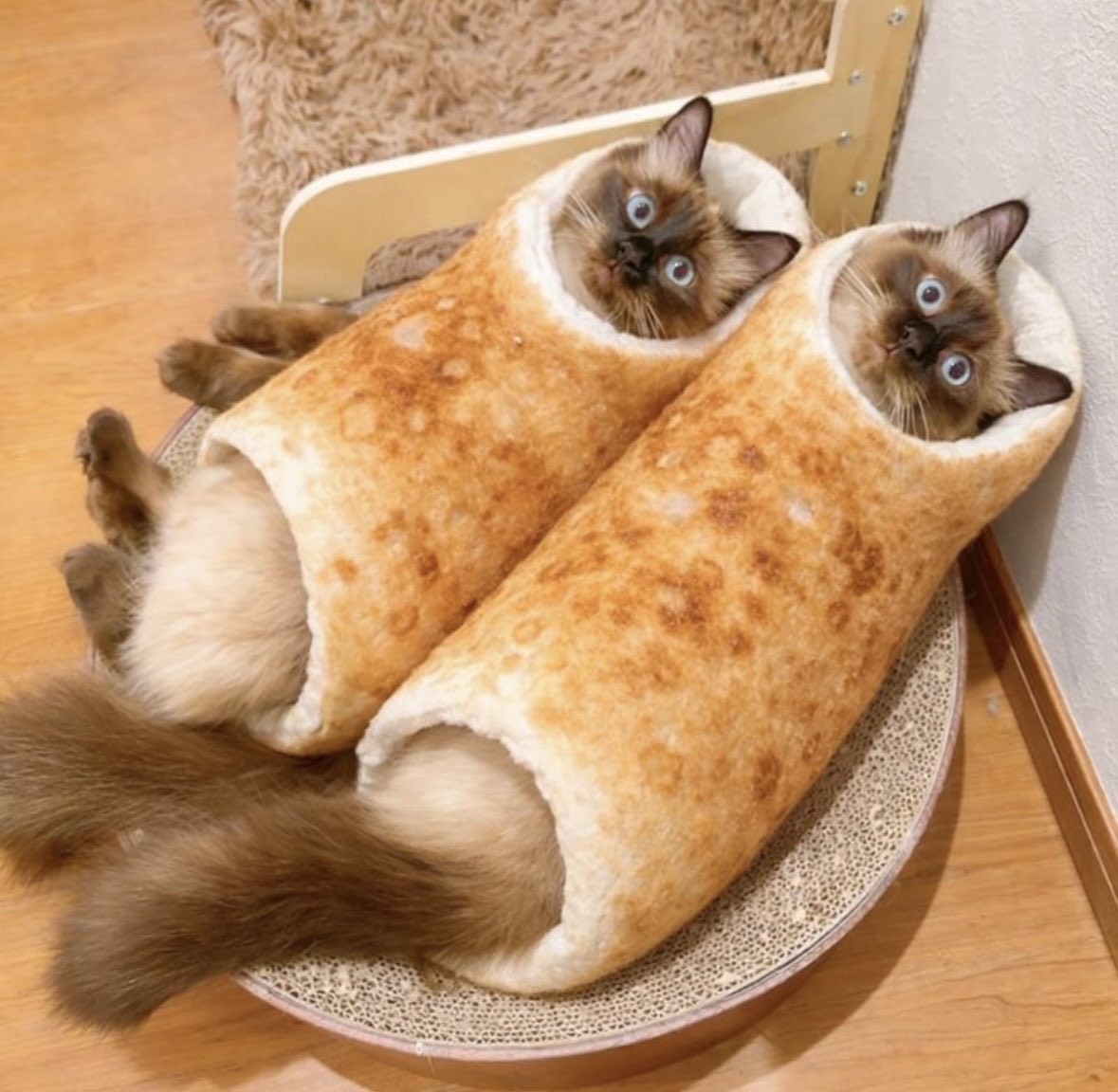 シャムにちくわ
似合いすぎている。
お鍋に入れたい