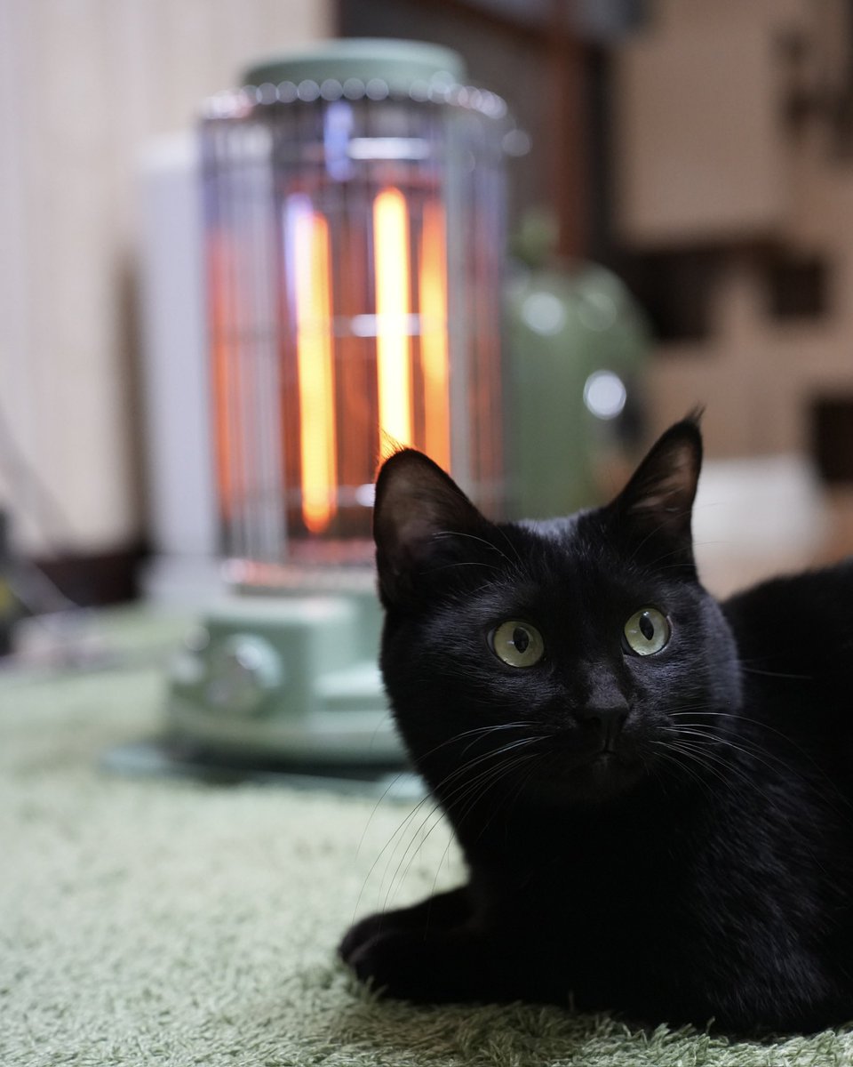 ねえ！なんかこれあったかい！ #猫 #黒猫 #blackcat