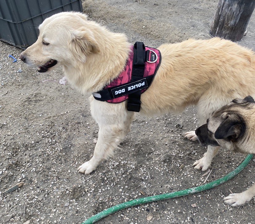 CrazyDaisyMls's tweet image. Barınağa girmeden kurtarıldı. Geçici olarak korumaya alındı ama çok vakti yok.Dişi, kısırlaştırılmış 3-4 yaş civarı çok akıllı iyi huylu ve sakin olan bu golden kıza acil olarak yuva arıyoruz.  Yer: İstanbul Dm den mesaj atabilirsiniz. #MatmazelİçinAdalet 
#satinalmasahiplen