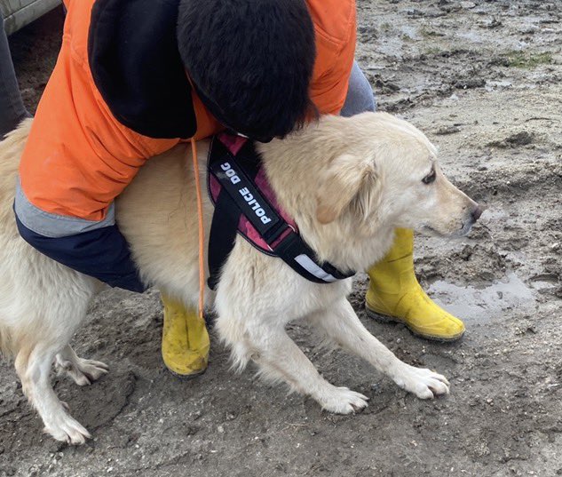 CrazyDaisyMls's tweet image. Barınağa girmeden kurtarıldı. Geçici olarak korumaya alındı ama çok vakti yok.Dişi, kısırlaştırılmış 3-4 yaş civarı çok akıllı iyi huylu ve sakin olan bu golden kıza acil olarak yuva arıyoruz.  Yer: İstanbul Dm den mesaj atabilirsiniz. #MatmazelİçinAdalet 
#satinalmasahiplen