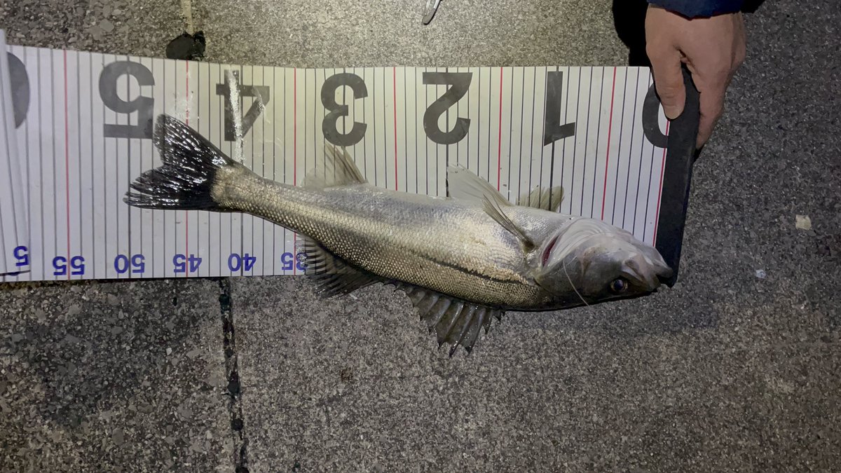 もっちー/今日6:30集合YouTube (@mochisan1489) / Posts / X