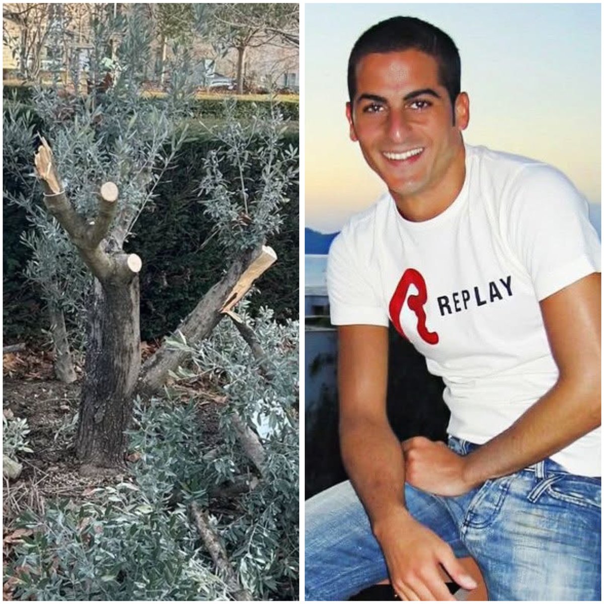 HenMazzig's tweet photo. VILE: An olive tree planted near Lyon, France 🇫🇷, in memory of Ilan Halimi, a young French Jew murdered because he was Jewish, has been cut down.

In 2006, Ilan Halimi, a 23-year-old French Jewish man, was kidnapped, tortured for three weeks, and murdered by a gang that targeted him solely because he was Jewish.

He was found naked on a roadside, gagged, handcuffed, showing signs of severe torture, with 80% of his body burned. He died from his injuries on the way to the hospital.

Last August, two brothers cut down the olive tree planted in his memory near Paris. They were convicted of destroying public property, but antisemitism was not acknowledged.

A year after Ilan’s murder, his mother moved his remains from France to Jerusalem, so that no one could ever desecrate his grave.

She was right.