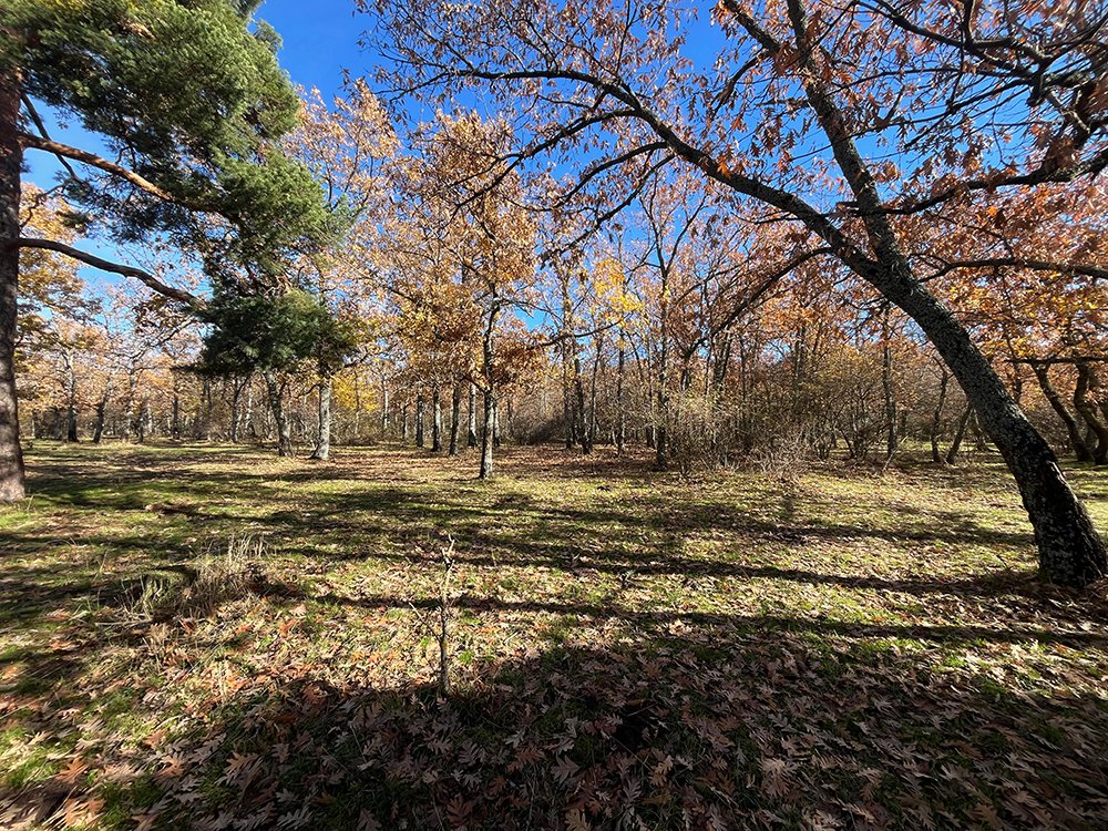 Paseo alrededor del Campo de Tiro de La Granja de San Ildefonso, con la Sierra de Guadarrama como telón de fondo. Naturaleza, calma y buenos pasos.
shre.ink/5CjE

#Turismo #Viajar #Travel #Naturaleza #Aventura #TurismoRural #TurismoCultural #Patrimonio