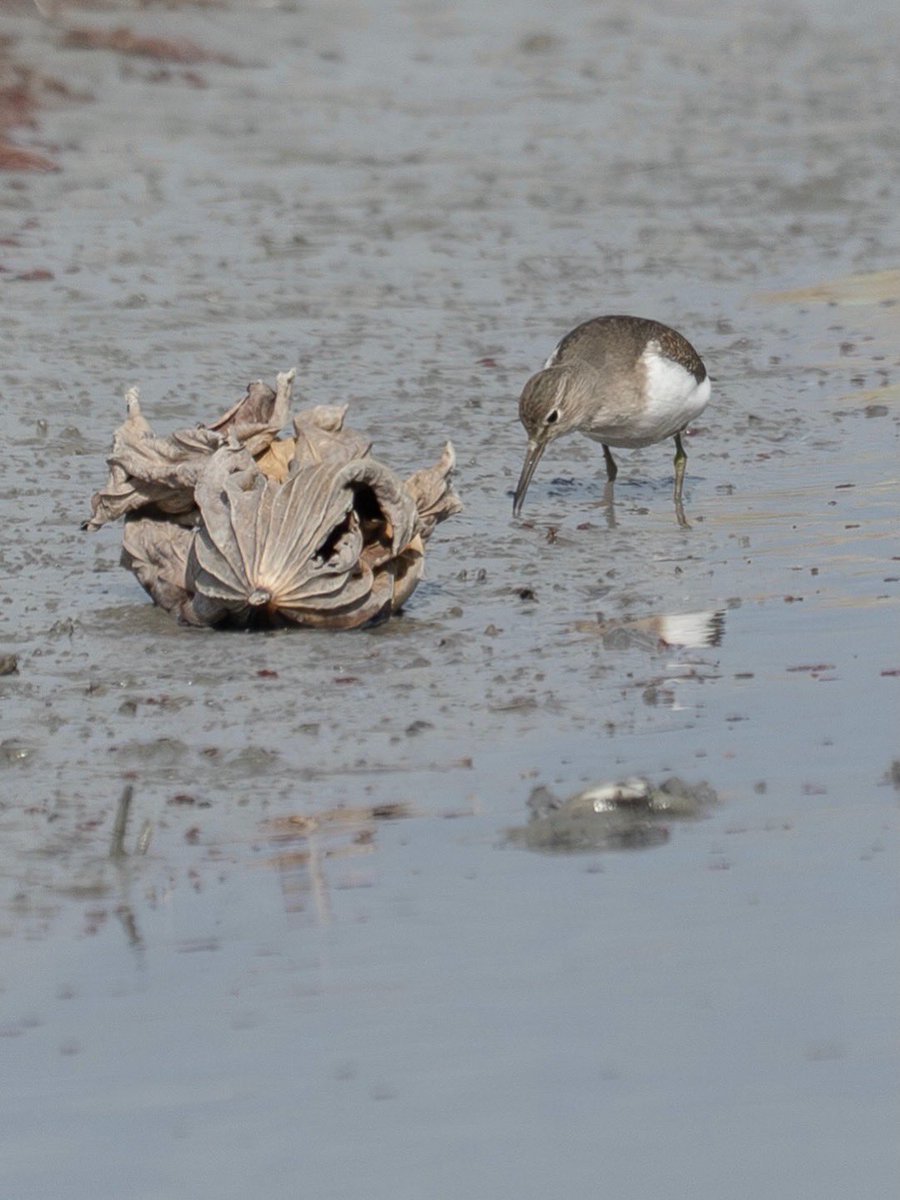 Japan_NatureW's tweet photo. 農耕地の水路で採餌中
#イソシギ #commonsandpiper #シギチ #野鳥 #野鳥観察 #wildbird #birdwatching #okayamaprefecture https://t.co/6wxSCPw2TG
