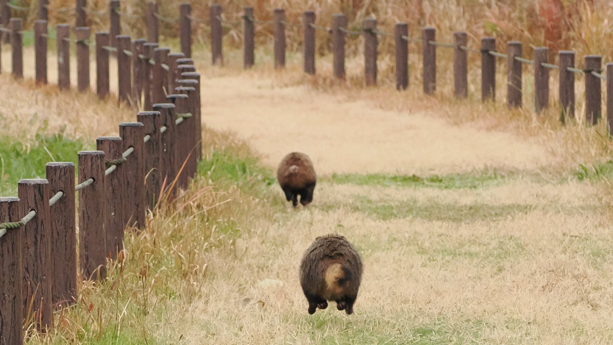 たぬケツって相当需要あるんだな。