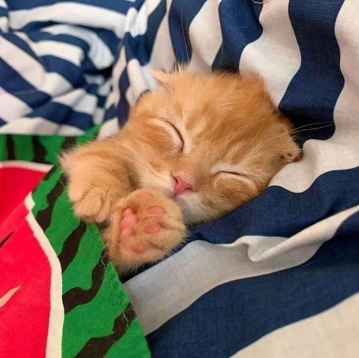 smol silly cat tweet media