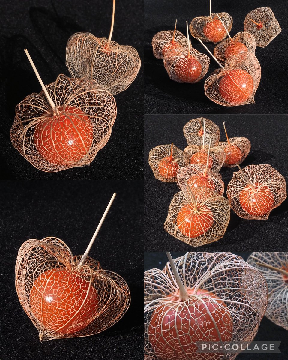 yukinokorokka21's tweet image. #透かしほおずき
今シーズンも完成✨
水が温かい頃にすれば良いのだけど毎年時間に余裕ができる冬に作っています☺️
水に浸けること1ヶ月(3度程水換え)、腐敗した部分を歯ブラシで擦って葉脈だけにします。
不思議と朱色の実は春先までツヤツヤのままなのです✨