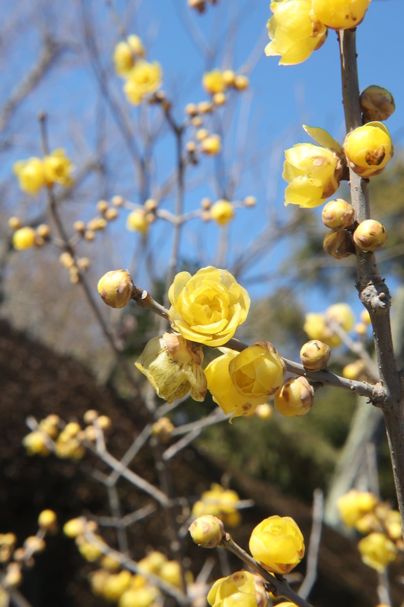 gontanokoneroku's tweet image. Wintersweet 😁

#Chimonanthus #JapaneseAllspice #Wintersweet