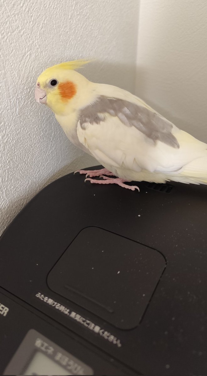 パスタ様は何故か電気ポットが好き
電源は関係なくて、出すと必ず上に乗ってくつろぎます
何がそこまで魅力的なのか🤔