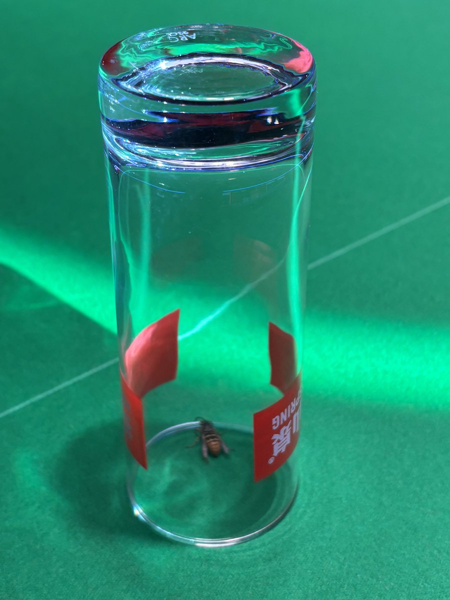 welshref's tweet image. The Ally Pally wasp paid @WeAreWST a visit this morning at the Johnstone's Paint Masters. 
I safely captured it in a glass, and it was released unharmed 💪👌 
Just hope it's the only one...