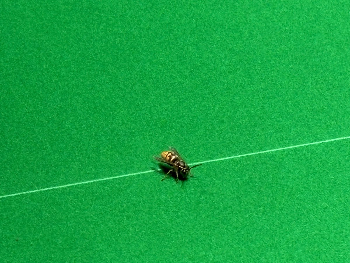 welshref's tweet image. The Ally Pally wasp paid @WeAreWST a visit this morning at the Johnstone's Paint Masters. 
I safely captured it in a glass, and it was released unharmed 💪👌 
Just hope it's the only one...