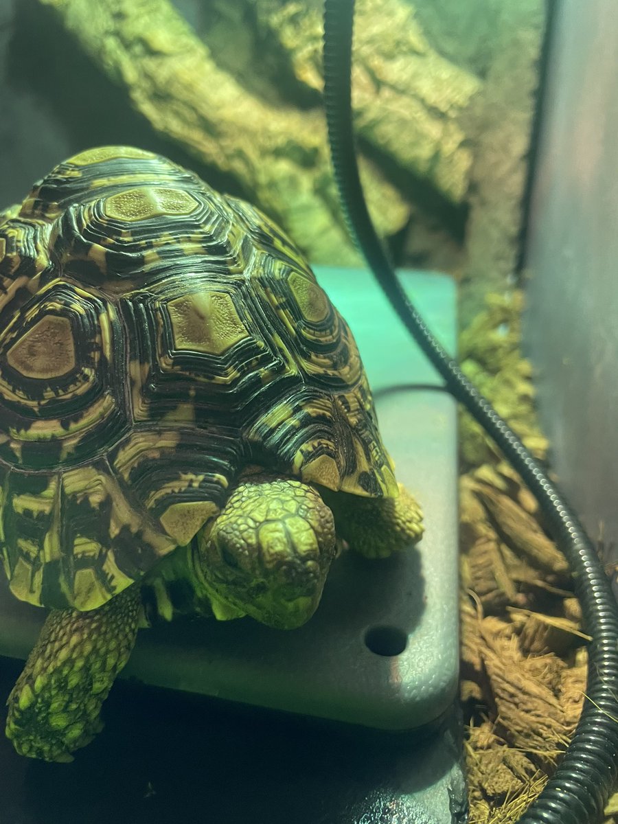 Dxxth Adder tweet media