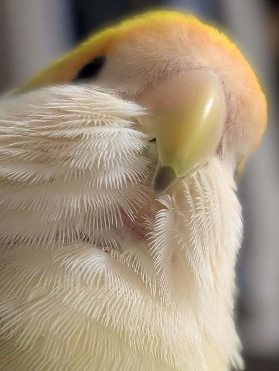 yuki79668126's tweet photo. #TLに鳥のドアップ画像をあげて人々を幸せにしよう計画 https://t.co/uowtJrvgzx