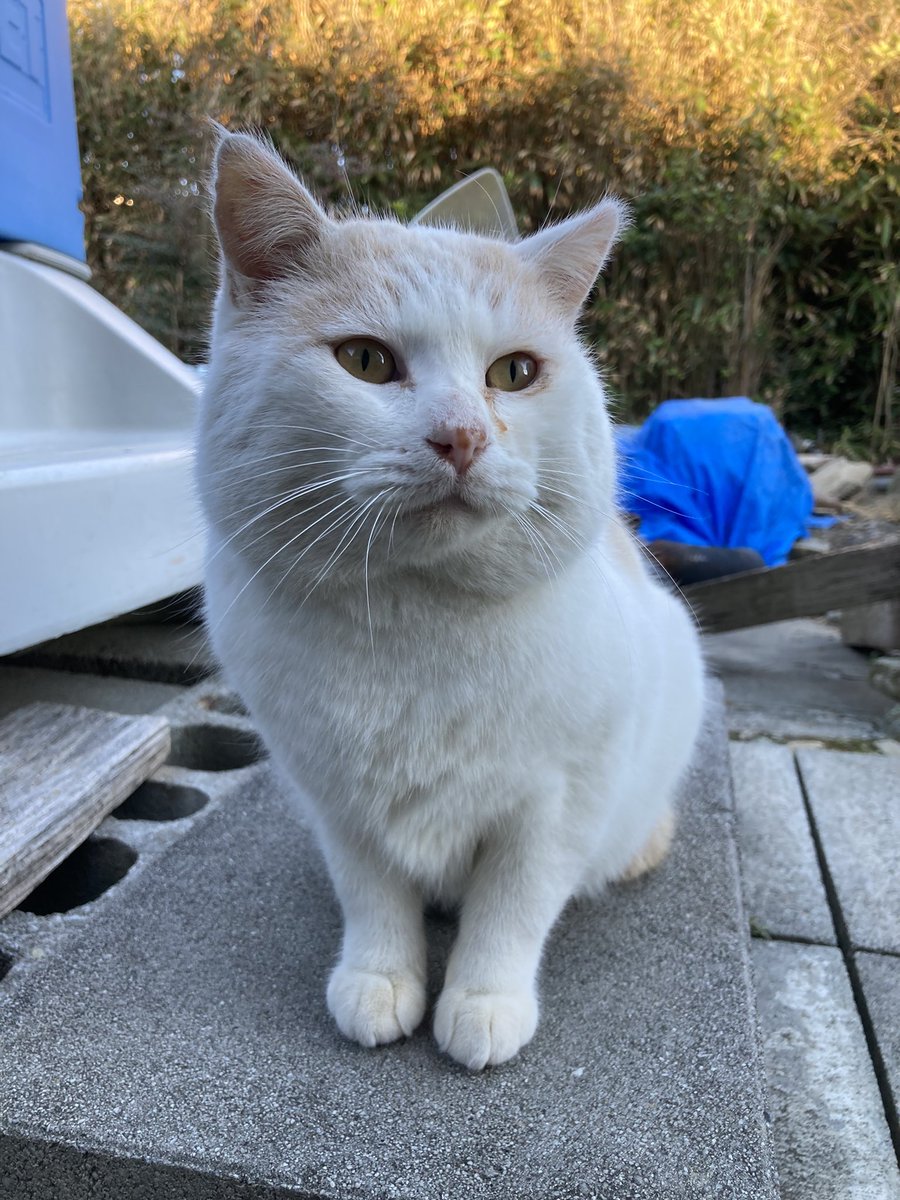 ネコタロー　 Lisa Larsson 素焼き 猫のオブジェ丸猫 - presse 北欧、バルトの雑貨の