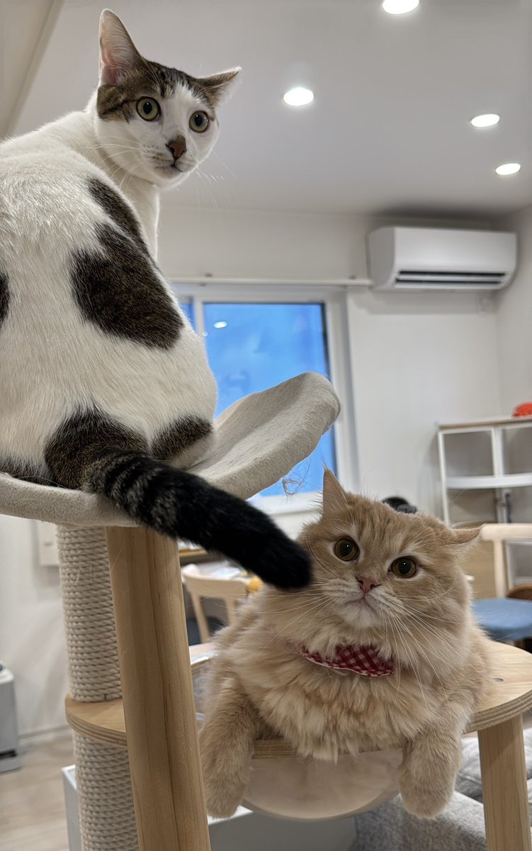 ルイージ (@luigi0828) / Posts / X