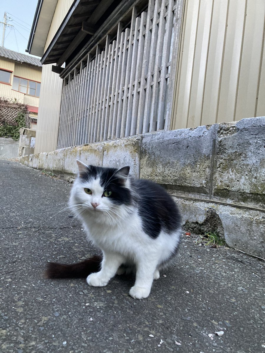 猫田 Natsume Yuujinchou MB1808 Madara Nyanko-sensei Cat Bandai Prize